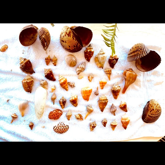 Meet your Posher, Katie - Picture 1 of 1